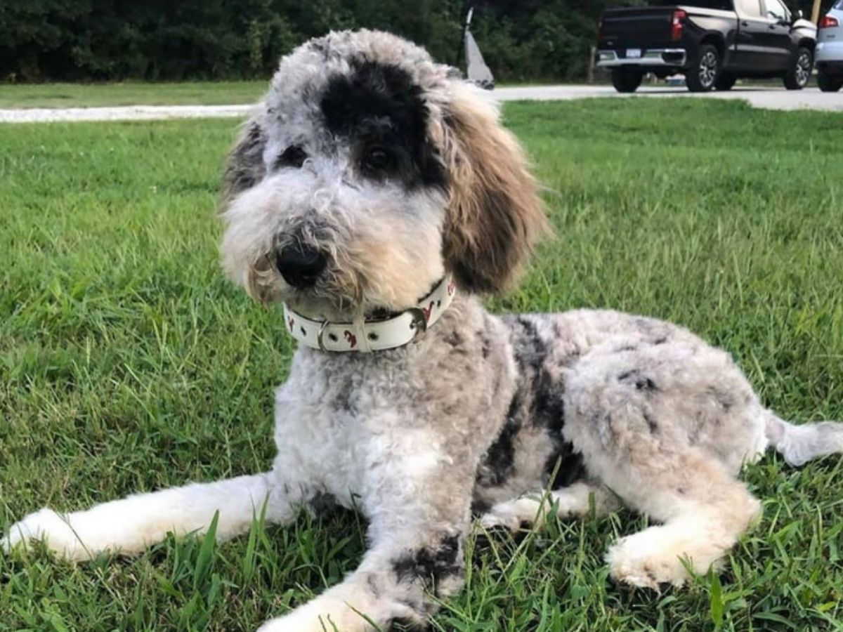 A cute dog outside on the grass after getting microchipping in Simpsonville.